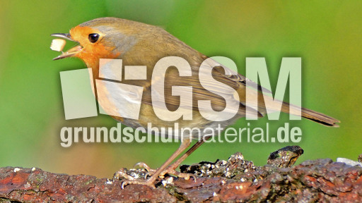 Rotkehlchen (37).jpg